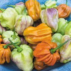 Spicy Mustard Habanero Pepper Seeds - The Pepper Pantry (Formerly Marie Sharp's)